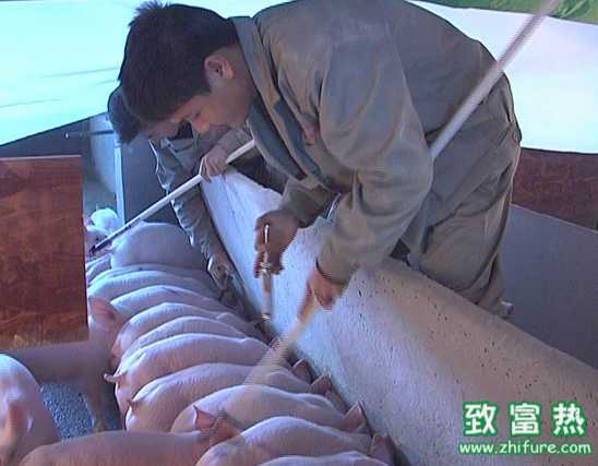 獸用疫苗的發展機遇與挑戰