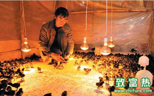 70萬只雞住進“環保智能窩”