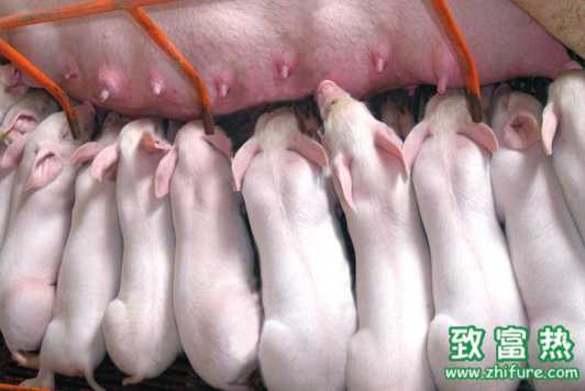 豬三種腹瀉的治療方法