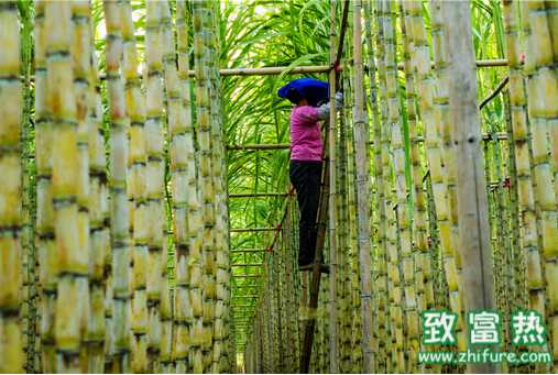 2000多畝蔗田減產(chǎn)近五成 是怎么了