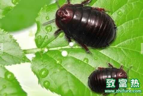 土元的營養價值和功效 土元的捕捉方法