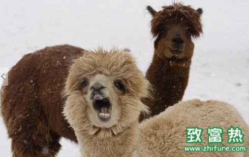 羊駝肉的營養(yǎng)價值和功效 羊駝的經(jīng)濟價值