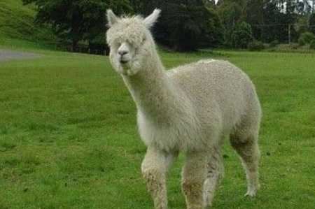 羊駝肉的營養價值和功效 羊駝的經濟價值