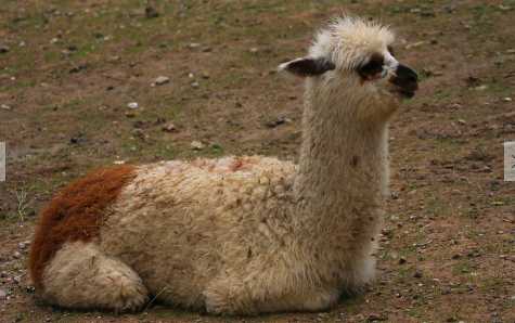 羊駝肉的營養價值和功效 羊駝的經濟價值