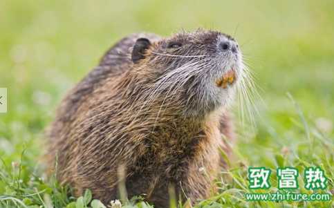海貍鼠的營養價值和功效 海貍鼠和海貍有什么區別