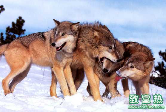 什么都敢養！石河子一居民私養兩匹母狼