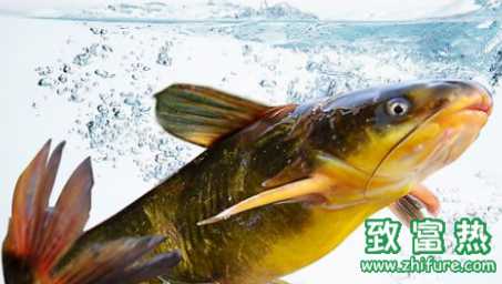 黃顙魚的營養價值和功效 哪些人適合食用黃顙魚