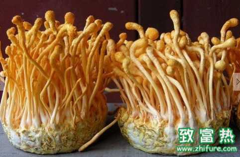 蠶蟲(chóng)草的營(yíng)養(yǎng)成分及功效