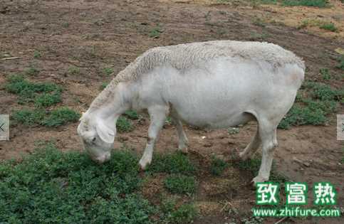 杜泊綿羊的生活習(xí)性 杜泊綿羊的板皮質(zhì)量好嗎