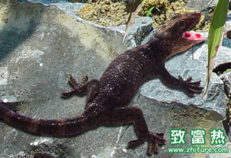 大壁虎可以買賣嗎 大壁虎主要吃什么