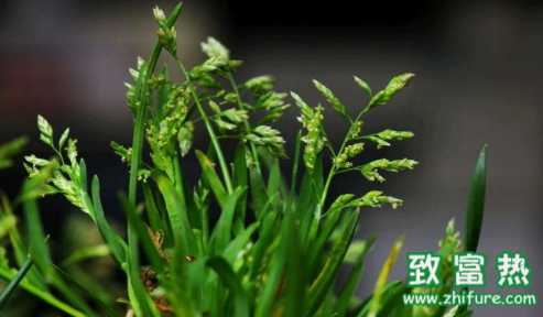 將早熟禾用于綠化需要注意什么