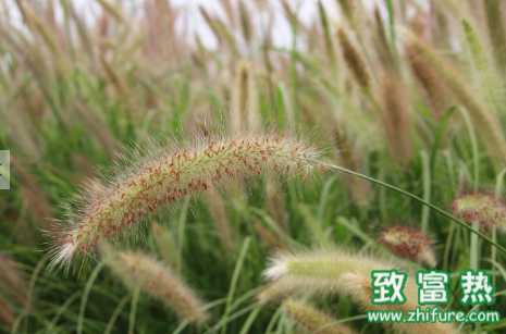 狼尾草的主要危害和防治辦法