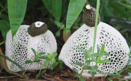 竹蓀的營養價值和功效 竹蓀的食用方法