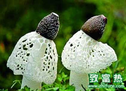 竹蓀的營養價值和功效 竹蓀的食用方法