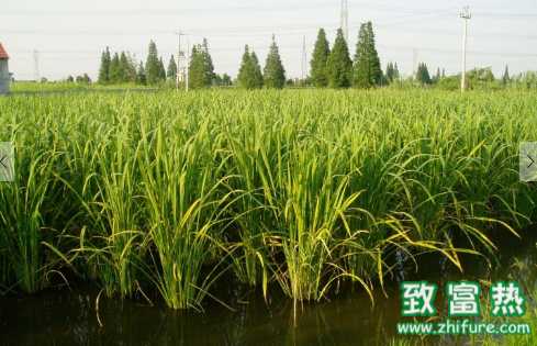 茭白的營養價值和功效 茭白炒肉片的做法