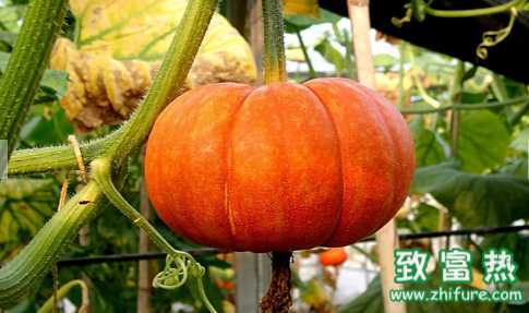 南瓜的營(yíng)養(yǎng)價(jià)值和功效 如何做南瓜百合粥