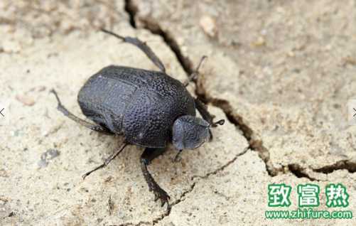 蜣螂的藥用價值 蜣螂的農業用途