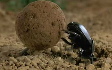 蜣螂的藥用價值 蜣螂的農業用途