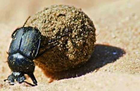 蜣螂的藥用價值 蜣螂的農業用途