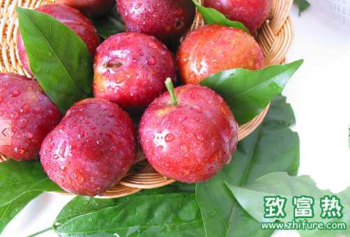 李子的營養價值和功效 李子的食用禁忌