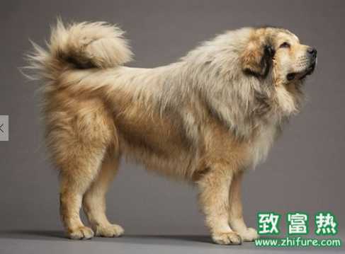 藏獒為什么冬天比夏天喝的水還多