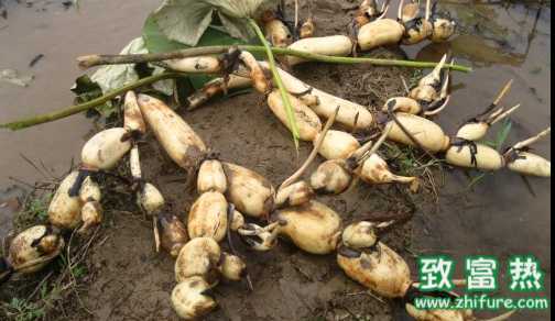 蓮藕的營養價值和功效 蓮藕的儲存方法