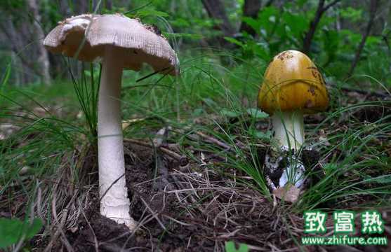 怎么分辨野生蘑菇有沒有毒？