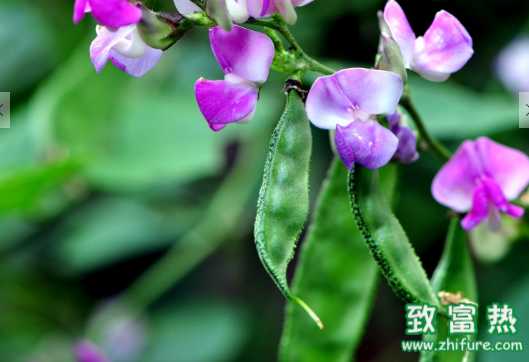 扁豆的營養價值和功效 醬扁豆的腌制方法