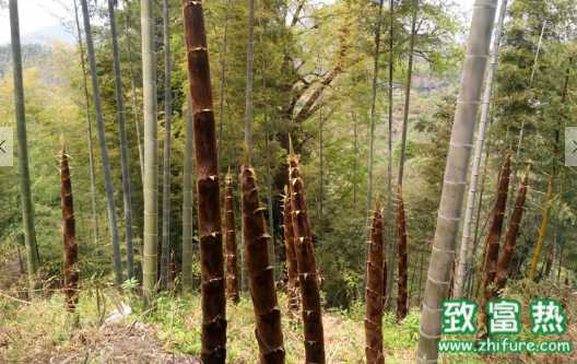 竹筍的營養價值和功效 哪個季節的竹筍最好吃