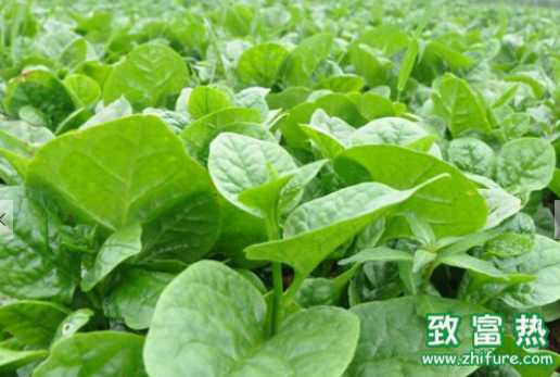 木耳菜的營養價值和功效 木耳菜的挑選方法