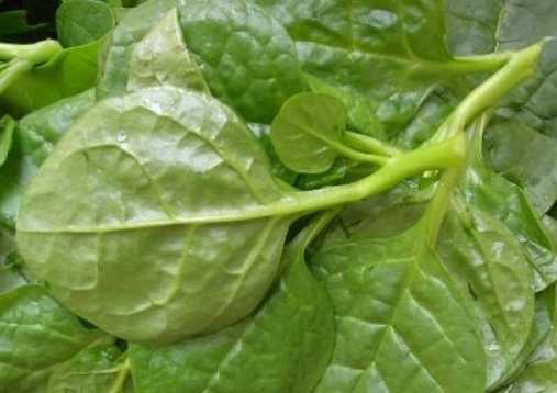 木耳菜的營(yíng)養(yǎng)價(jià)值和功效 木耳菜的挑選方法