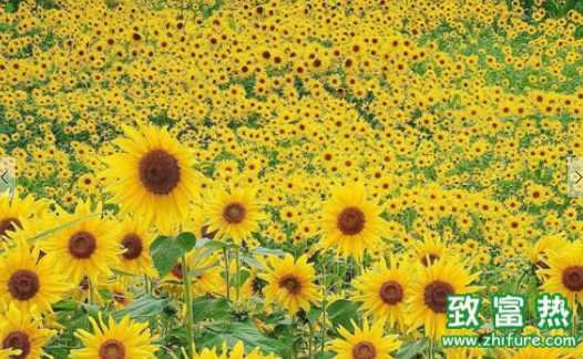 黃花葵的營養價值和功效 黃花葵茶的做法