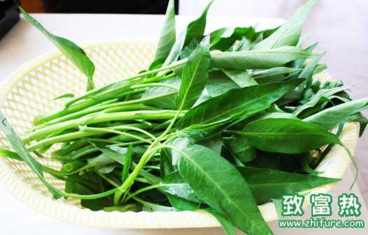 空心菜的營(yíng)養(yǎng)價(jià)值和功效 空心菜的選購(gòu)和儲(chǔ)存方法