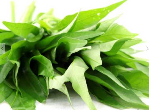 空心菜的營養價值和功效 空心菜的選購和儲存方法