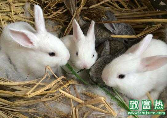 2017養兔子賺錢嗎？2017養兔子前景及市場價格行情分析