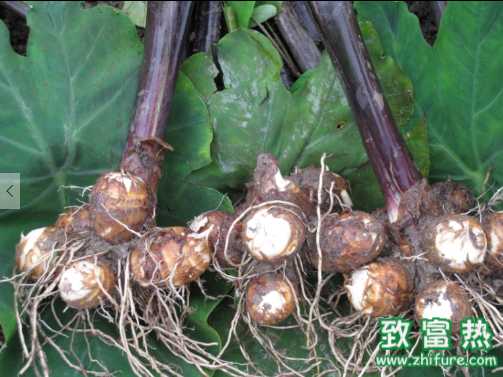 芋頭的營養(yǎng)價(jià)值和功效 芋頭的食用禁忌