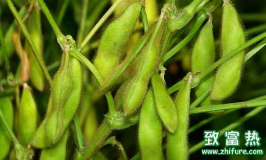 毛豆的營養價值和功效 毛豆一般煮多久最合適