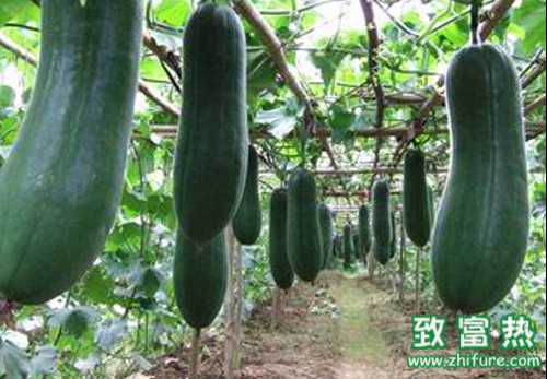 冬瓜的營養價值與功效 冬瓜荷葉茶真的能減肥嗎