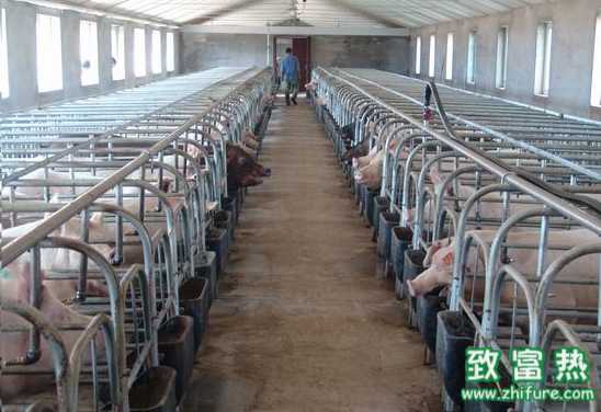 冬季如何改善養豬舍環境