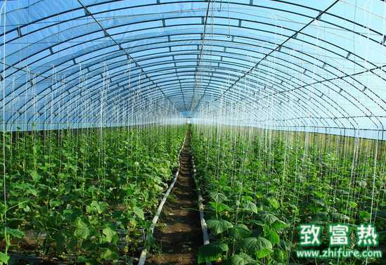 如何預防大棚蔬菜氨中毒