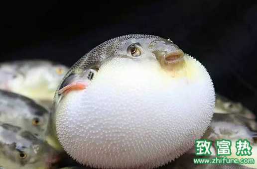 河鲀回歸餐桌，你敢吃嗎？