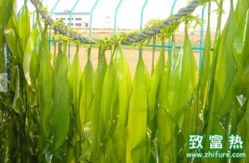 海帶的營養價值和功效 海帶的泡發方法