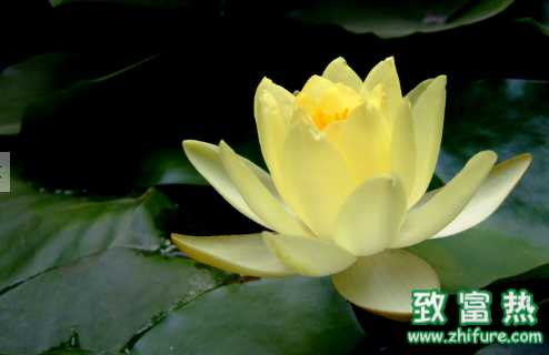 睡蓮的營養價值和功效 睡蓮有什么藥理作用