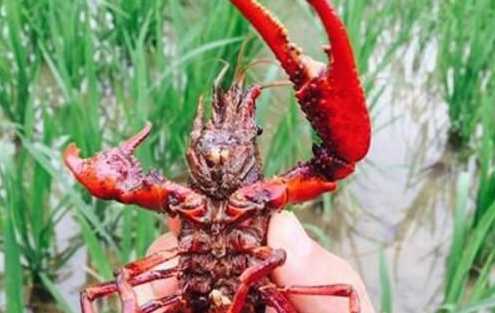 稻蝦共生養(yǎng)殖實驗成功  新的創(chuàng)業(yè)商機