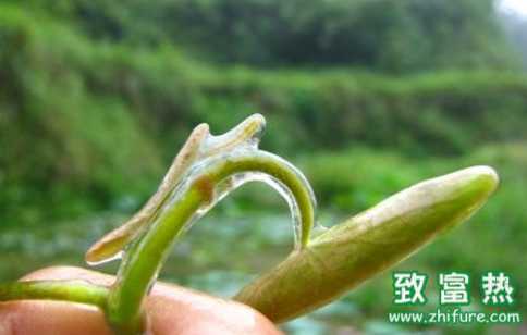 莼菜的營養價值和功效 莼菜羹的做法