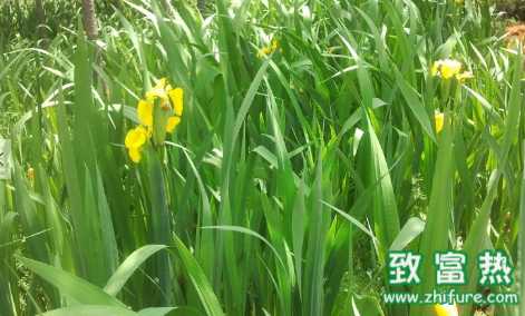 苦草的用途 養殖苦草該如何防治病蟲