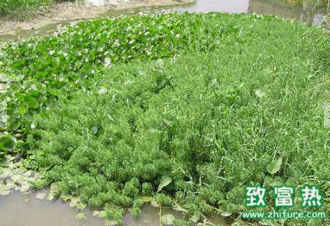 馬尾藻的營養價值 馬尾藻在哪里可以采摘