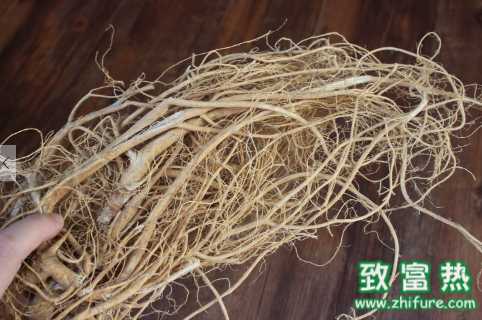 石參的營養價值和藥用價值 石參怎么采收