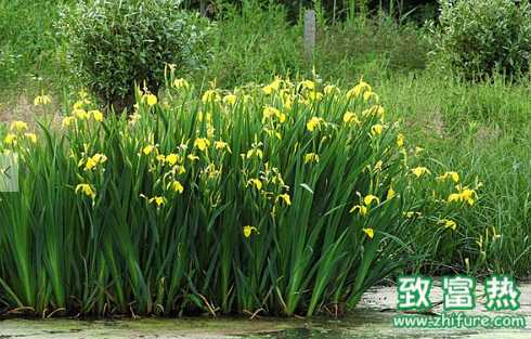 菖蒲的主要價值和功效 菖蒲如何儲藏