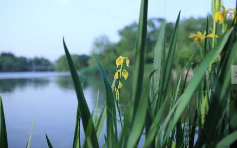 菖蒲的主要價值和功效 菖蒲如何儲藏